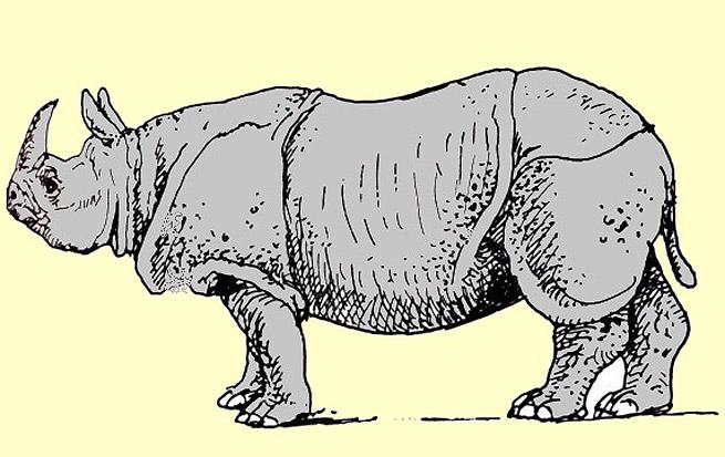 Rhinozeros - Illustration von Jon Mincu, Fine-Press-Atelier, Berlin - Künstler, Illustrator, Zeichner, Maler für Kunst, Wissenschaft, Belletristik und Kinderbücher